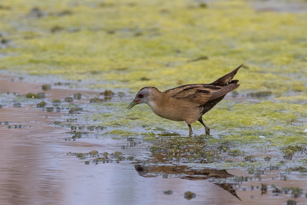 Little Crake — Ana fotoğraf